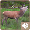 Deer Sound APK