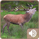 Deer Sound APK