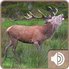 Deer Sound ikona