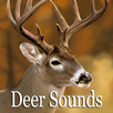 Deer Sounds APK