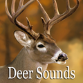 Deer de sonido