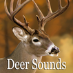 Deer Sounds