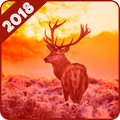Deer Wallpaper