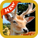 Deer Wallpaper APK