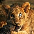 Animal Sounds