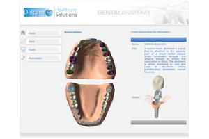 Dental Anatomy पोस्टर