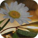 Flores Hermosas Margaritas Fondo Animado APK
