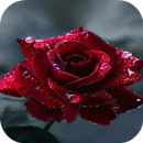 Gif De Rosas Rojas En Movimiento APK