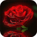 Gif Rosas Rojas Animadas APK