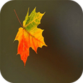 Hojas De Otoño Live Wallpaper