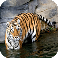 Tigre Fondo En Movimiento