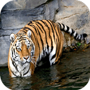 Tigre Fondo En Movimiento APK