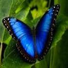 Morpho CRM Zeichen