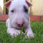 BullTerrier HD Picture Jigsaw আইকন