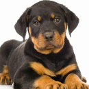Rottweiler Jigsaw Puzzles APK