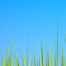 APK Grass live wallpaper
