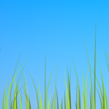 Grass live wallpaper