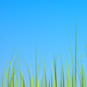 Grass live wallpaper icon