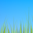 Grass live wallpaper