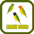 Perawatan Burung Lovebird icône