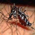 Dengue Free Punjab biểu tượng