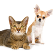 Cats and Dogs Jigsaw Puzzles Game