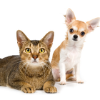 Cats and Dogs Jigsaw Puzzles Game icon