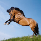 Best Horses Jigsaw Puzzle Game icon