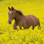 Best Horses Jigsaw Puzzles Game ikon