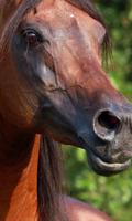 2 Schermata Best Horses Jigsaw Puzzles Game