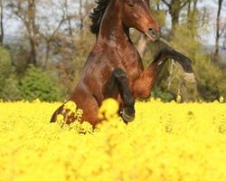 Best Horses Jigsaw Puzzles Game capture d'écran 3