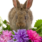 Best Rabbits Jigsaw Puzzles Game icône