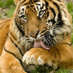 Best Tigers Jigsaw Puzzles Game