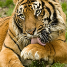 Best Tigers Jigsaw Puzzles Game icône