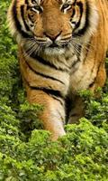 Best Tigers Jigsaw Puzzles Game capture d'écran 2