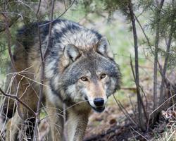 最高の野生動物のジグソーパズルゲーム スクリーンショット 3