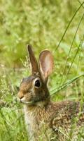 最高の野生動物のジグソーパズルゲーム スクリーンショット 1