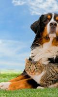 Hunde und Katzen Jigsaw Puzzles Spiel Screenshot 1