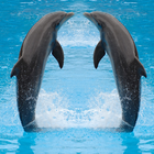 Dolphin Jigsaw Puzzles Spiel Zeichen