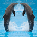 Dolphin Jigsaw Puzzles Game APK