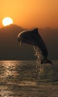 Dolphin Jigsaw Puzzles Game Affiche