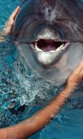 Dolphin Jigsaw Puzzles Spiel Screenshot 1