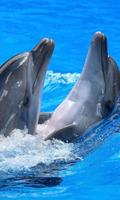 Dolphin Jigsaw Puzzles Game screenshot 2