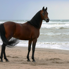 Horses Live Jigsaw Puzzle Game icône