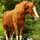 Horses Live Jigsaw Puzzles Game ไอคอน