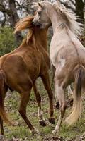 Horses Live Jigsaw Puzzles Game 스크린샷 1