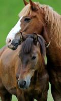 Horses Live Jigsaw Puzzles Game 스크린샷 2