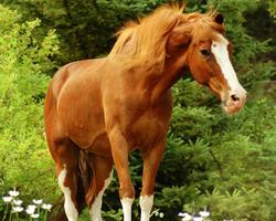 Horses Live Jigsaw Puzzles Game capture d'écran 3