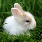 Rabbit Jigsaw Puzzles Game آئیکن