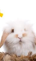 Rabbit Jigsaw Puzzles Game 포스터